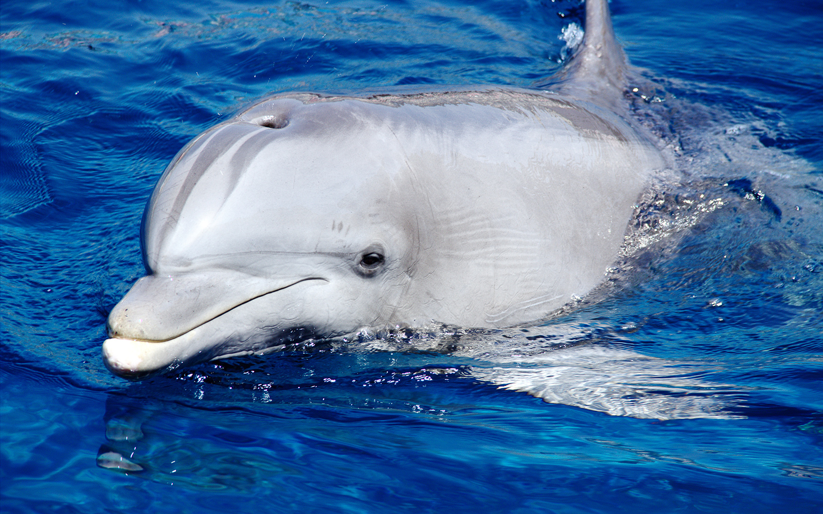 Genoa Aquarium - Close Encounter with Dolphins
