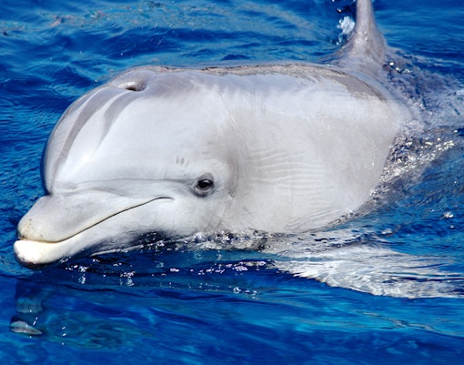 Genoa Aquarium - Close Encounter with Dolphins