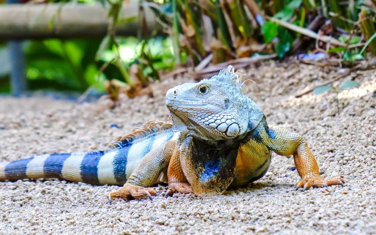 Green iguana on sandy ground at Black River Gorges National Park, Mauritius.