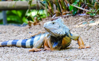 Green iguana on sandy ground at Black River Gorges National Park, Mauritius.