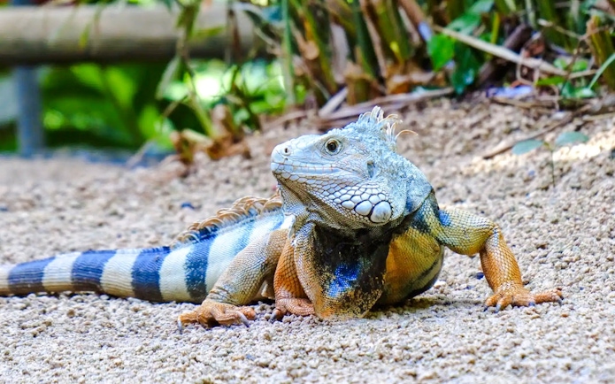 Green iguana on sandy ground at Black River Gorges National Park, Mauritius.