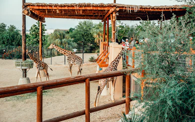 Giraffes feeding at Al Ain Zoo with visitors observing from a wooden platform.