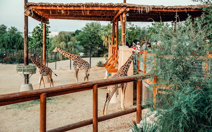 Giraffes feeding at Al Ain Zoo with visitors observing from a wooden platform.