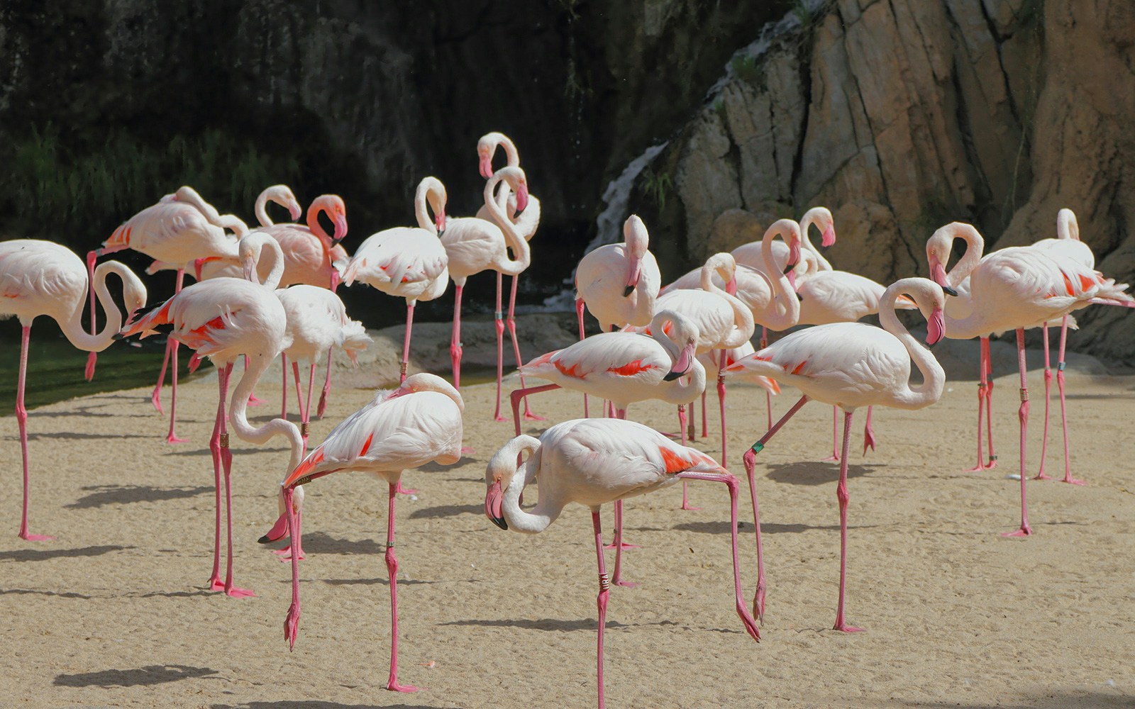 Flamingos standing in a sandy area at Bioparc Valencia.