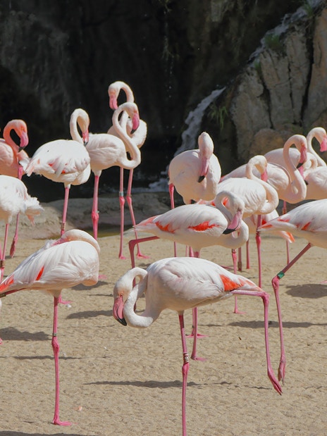 Flamingos standing in a sandy area at Bioparc Valencia.
