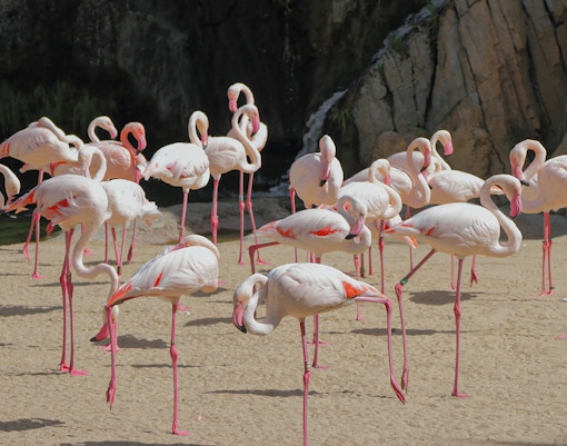 Flamingos standing in a sandy area at Bioparc Valencia.
