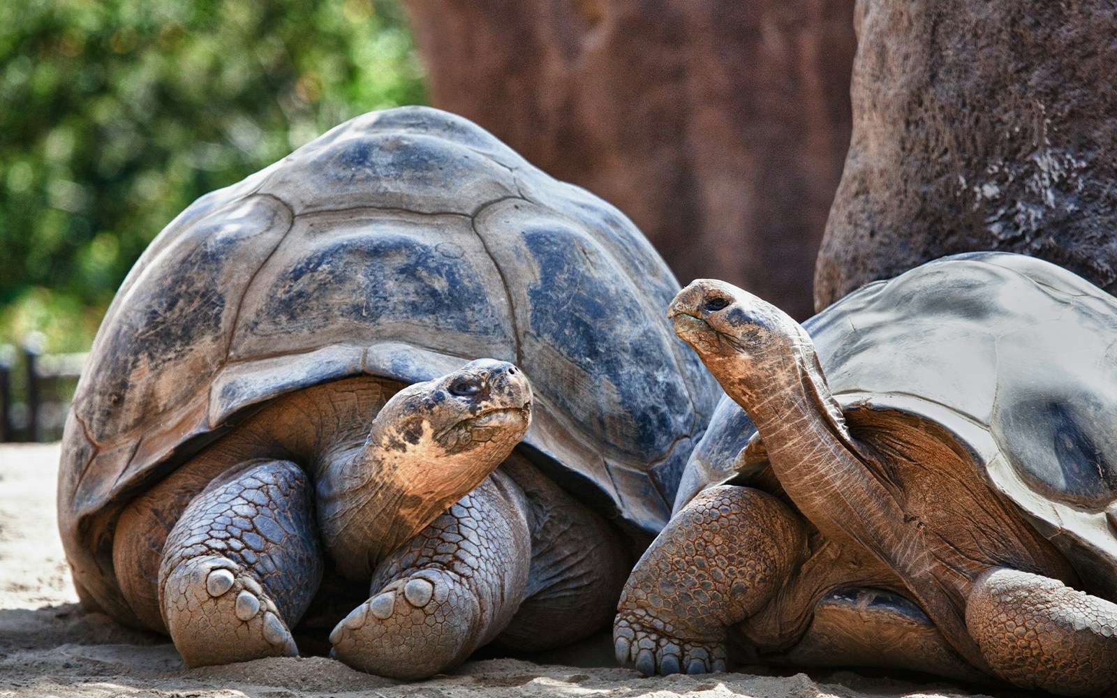 Galapagos tortoises at ZSL London Zoo basking in the sun.