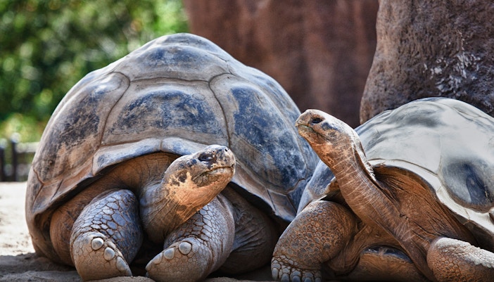 Tortoises