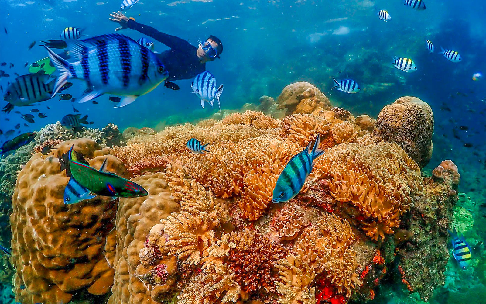 Snorkeler exploring vibrant coral reef with tropical fish at Nemo Island, Thailand.