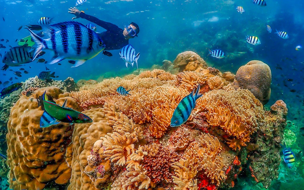 Snorkeler exploring vibrant coral reef with tropical fish at Nemo Island, Thailand.