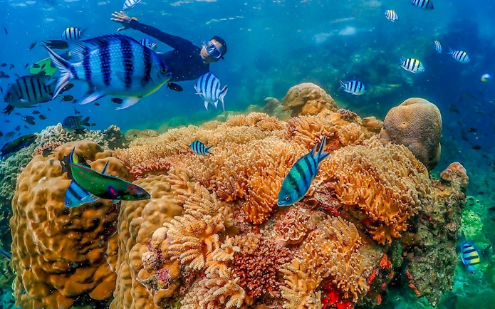 Snorkeler exploring vibrant coral reef with tropical fish at Nemo Island, Thailand.