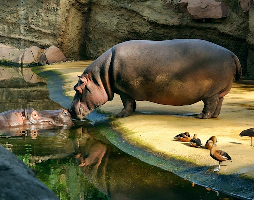 Rainforest Trail at taronga zoo, sydney