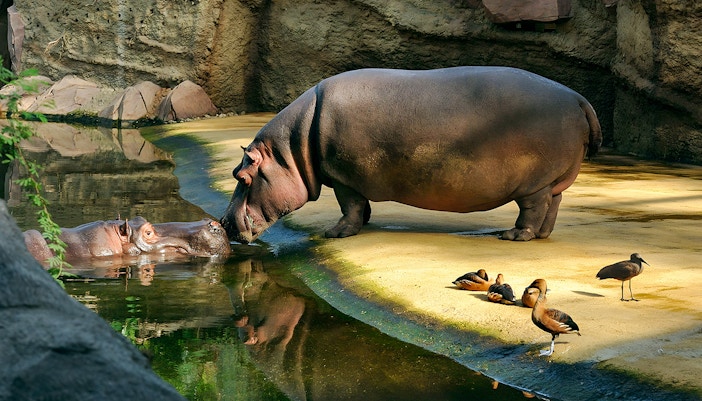 Cologne Zoo