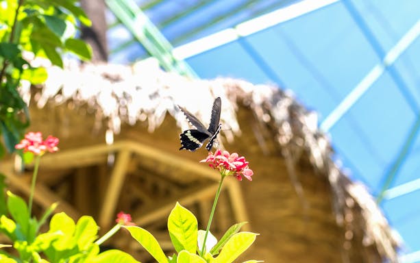 Butterfly on a flower at Kemenuh Butterfly Park, Bali.