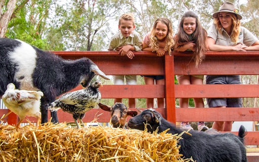 Children and a guide observe goats and chickens at Currumbin Wildlife Sanctuary.