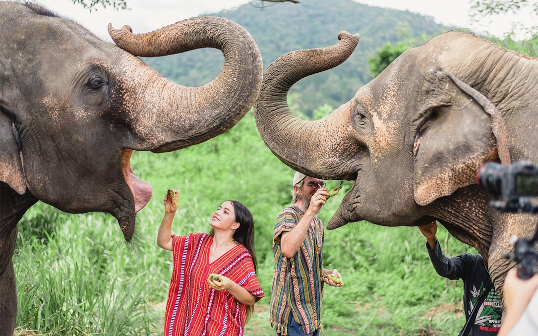 People feeding elephants at a camp with a mountain backdrop.