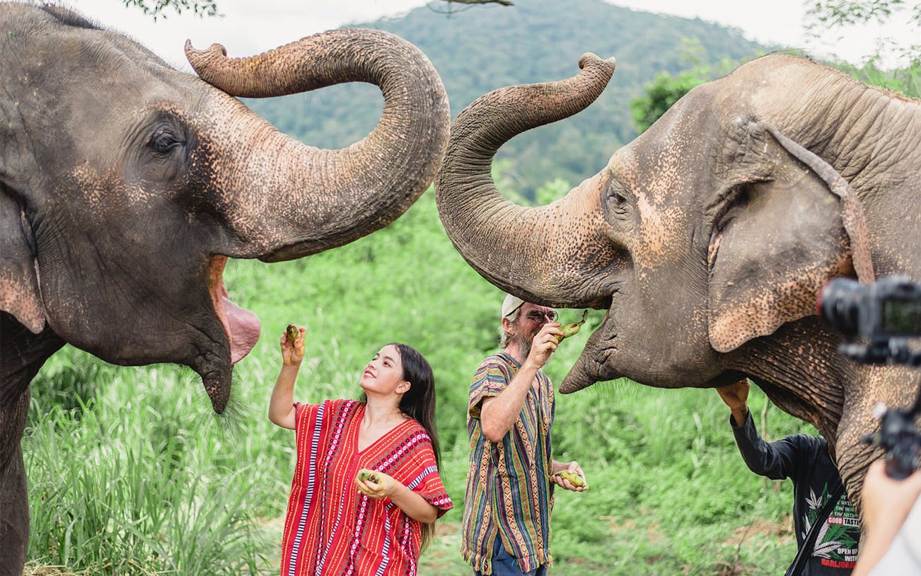 People feeding elephants at a camp with a mountain backdrop.
