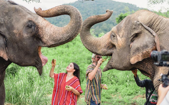 People feeding elephants at a camp with a mountain backdrop.