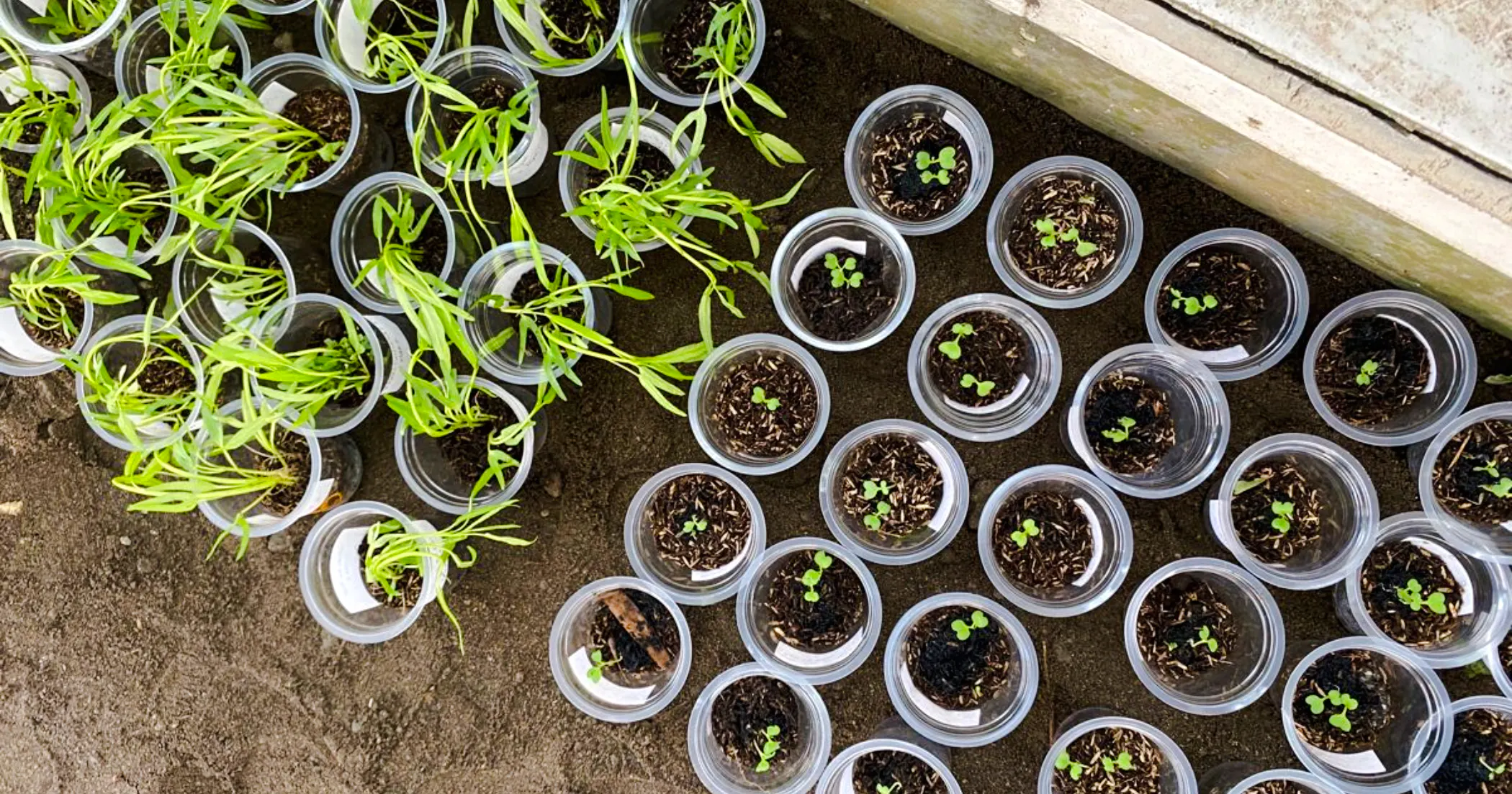Plant seedlings in cups at Village Solaire workshop, Essaouira.