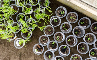 Plant seedlings in cups at Village Solaire workshop, Essaouira.