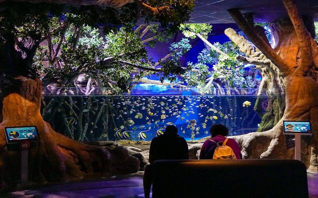 Visitor observing fish in a large tank at Seville Aquarium.