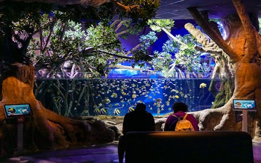 Visitor observing fish in a large tank at Seville Aquarium.