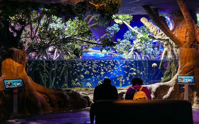 Visitor observing fish in a large tank at Seville Aquarium.