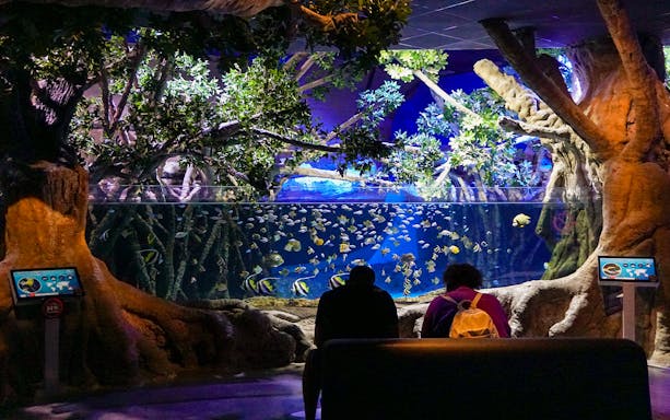 Visitor at Seville Aquarium observing marine life in various tanks and exhibits.