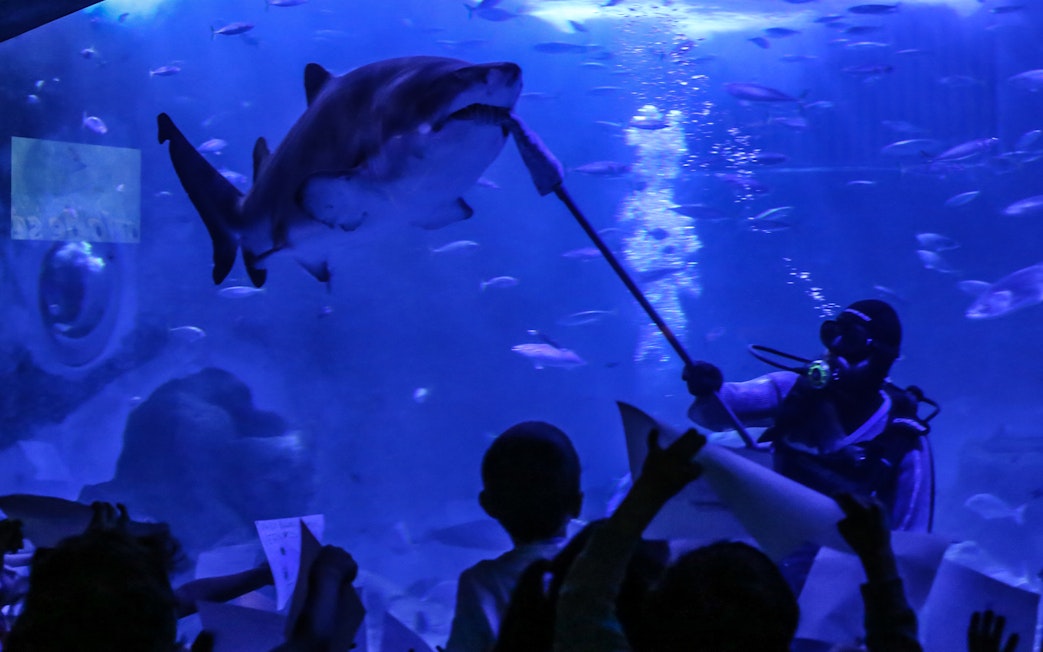 Diver feeding bull shark in Seville Aquarium Oceanarium.
