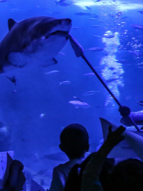 Diver feeding bull shark in Seville Aquarium Oceanarium.