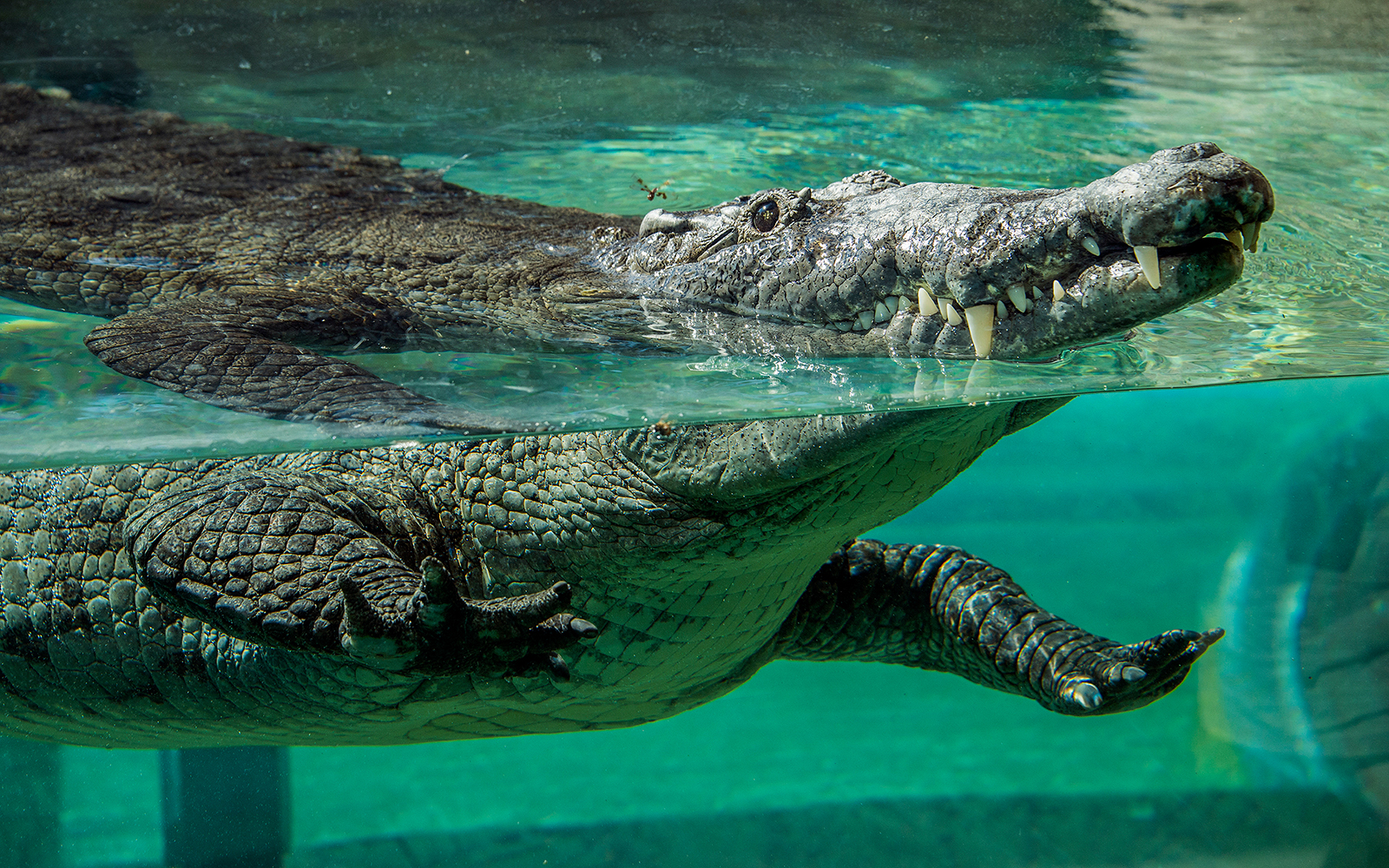 Crocodile swimming underwater at Zoo Miami.