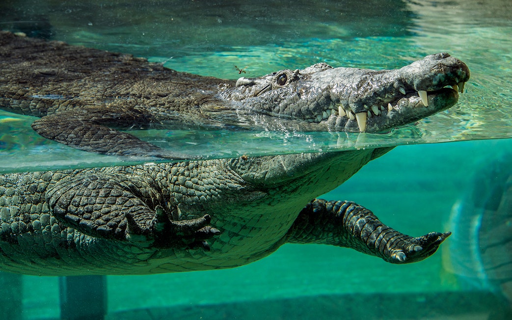Crocodile swimming underwater at Zoo Miami.
