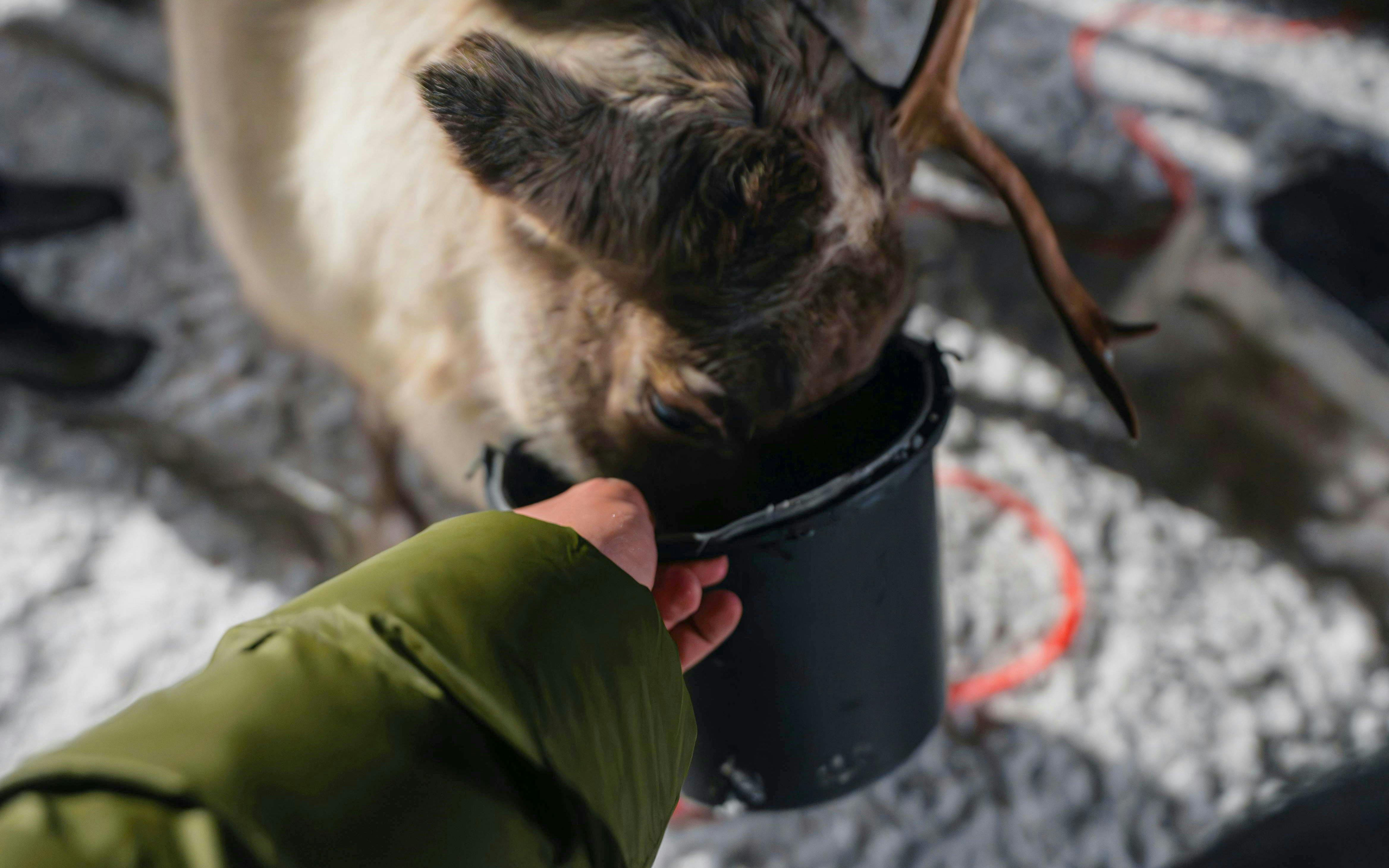 Reindeer being fed from a bucket in Tromso.