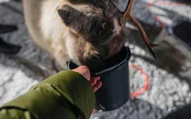 Reindeer being fed from a bucket in Tromso.