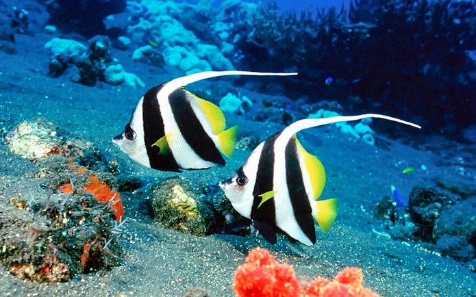 Tropical fish swimming in Malta National Aquarium exhibit.