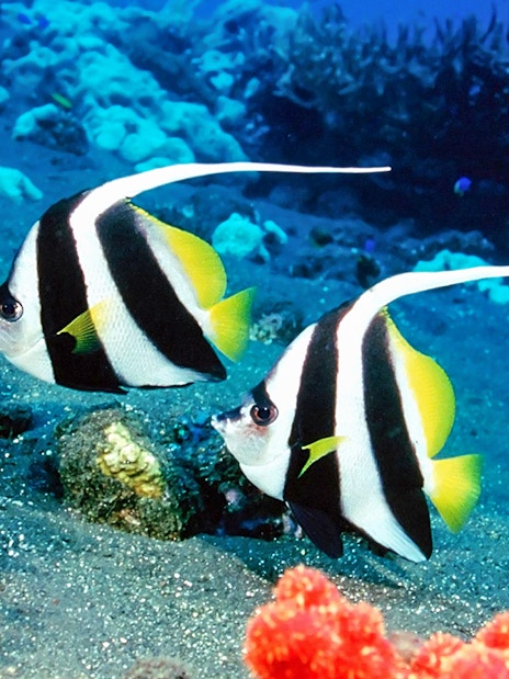 Tropical fish swimming in Malta National Aquarium exhibit.