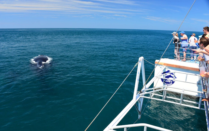 Tourists on catamaran watching whale near Manuel Antonio, Costa Rica.
