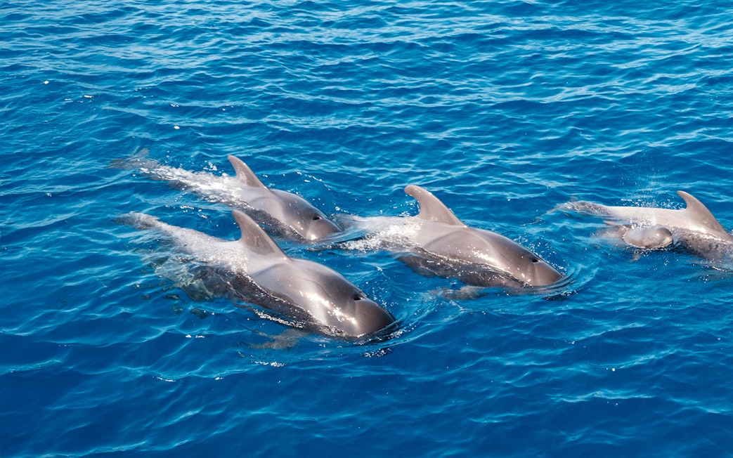 dolphine swimming in the ocean near Tenerife.