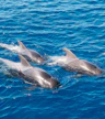 Atlantic Whale & Dolphin Zone (Teno-Rasca Marine Strip)