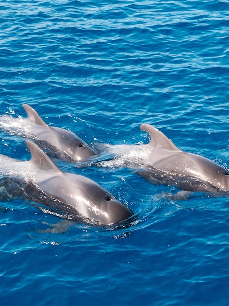dolphine swimming in the ocean near Tenerife.