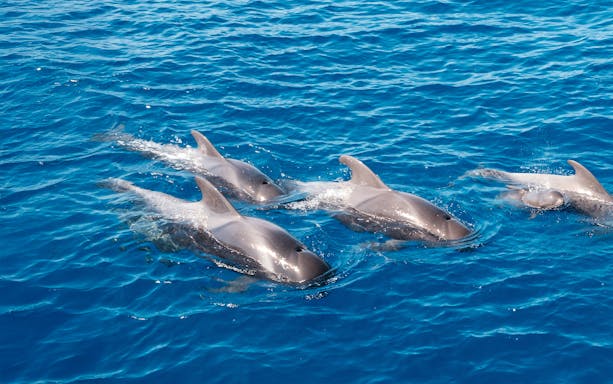 Pilot whales swimming in the ocean near Tenerife.