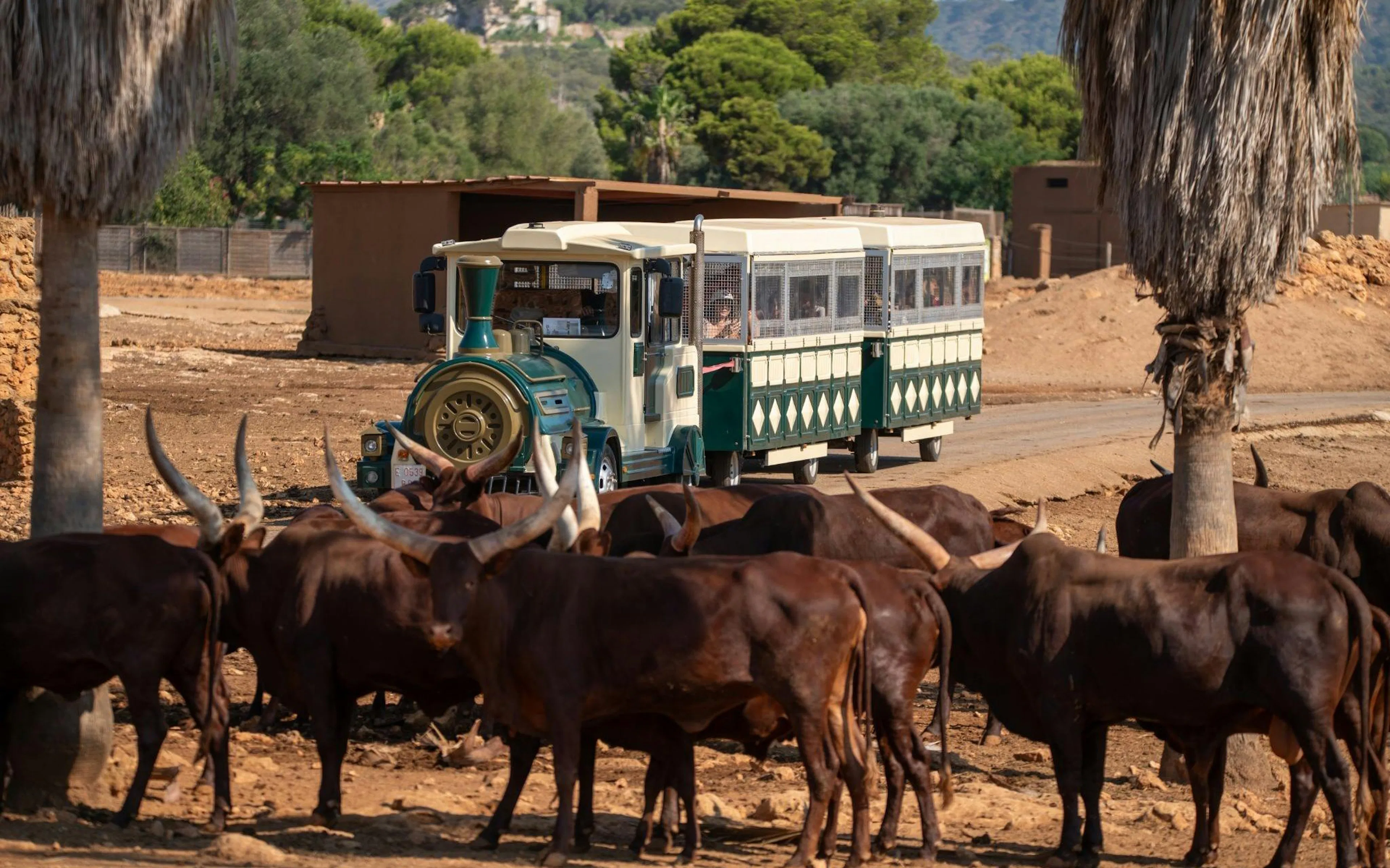 Mallorca safari train passing by a herd of cattle.