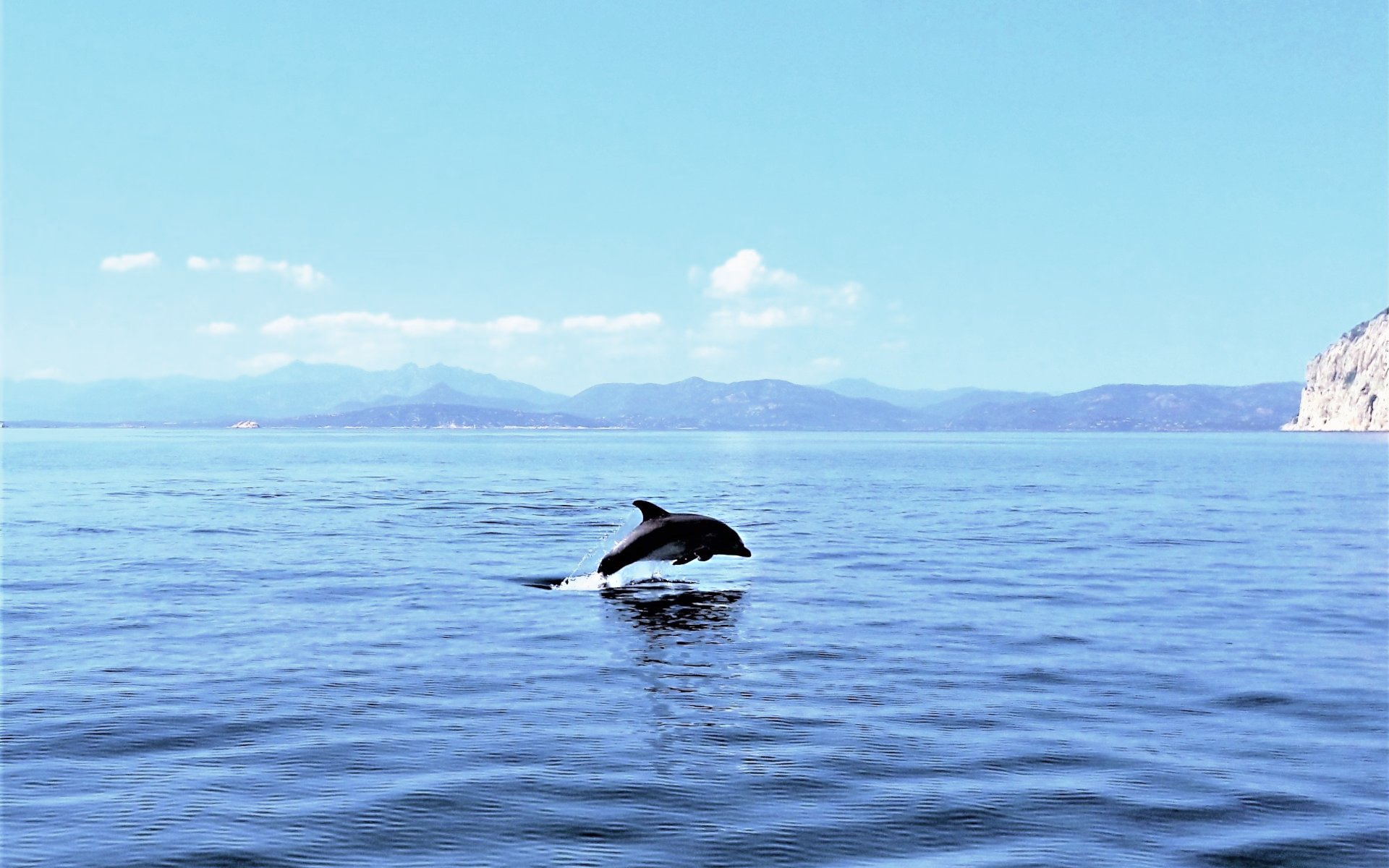 Dolphin leaping in the sea near Capo Figari, Sardinia, with mountains in the background.