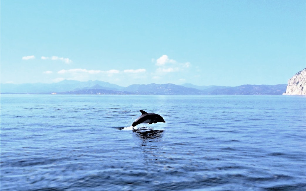 Dolphin leaping in the sea near Capo Figari, Sardinia, with mountains in the background.
