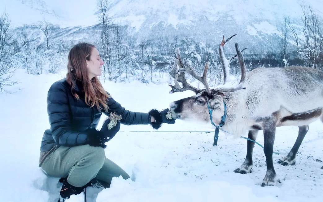 Person feeding reindeer in snowy Tromso landscape.