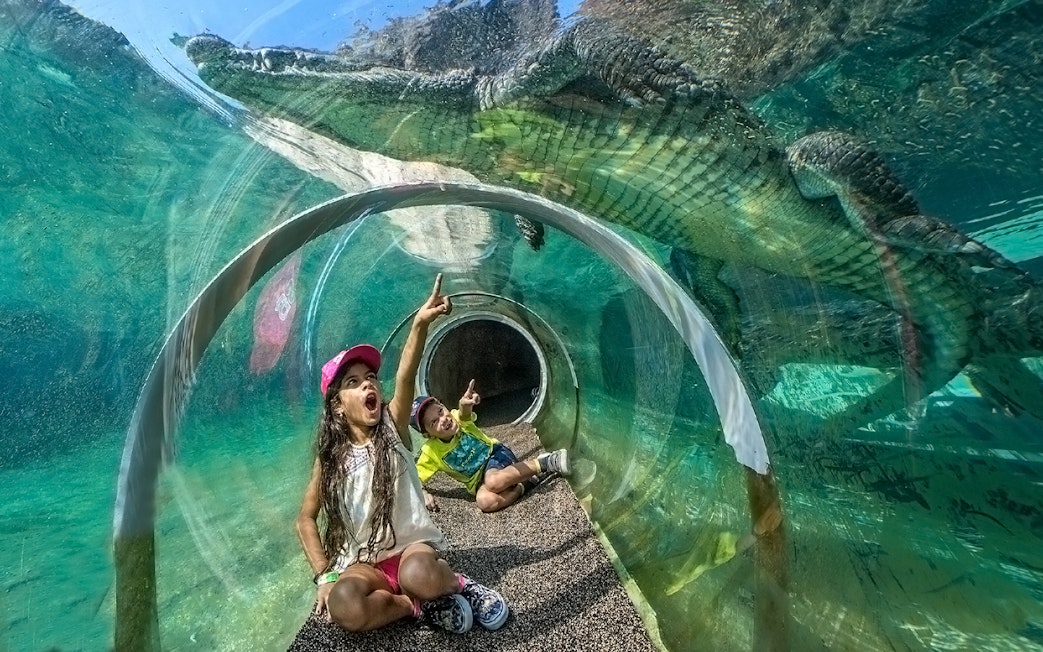 Guests in croc tube at Zoo Miami observing crocodile above.