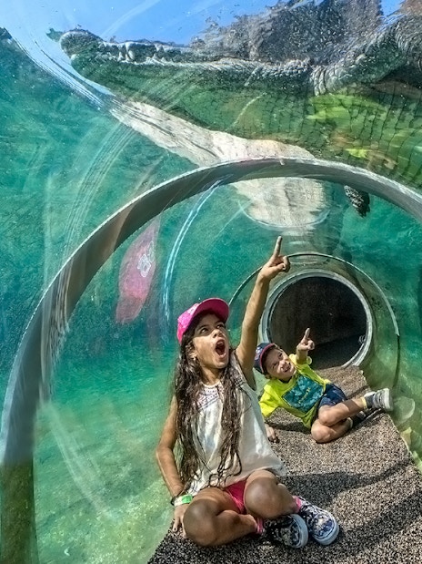 Guests in croc tube at Zoo Miami observing crocodile above.