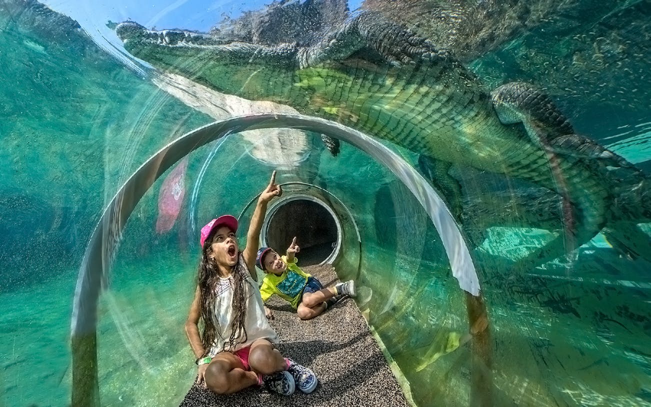 Guests in croc tube at Zoo Miami observing crocodile above.