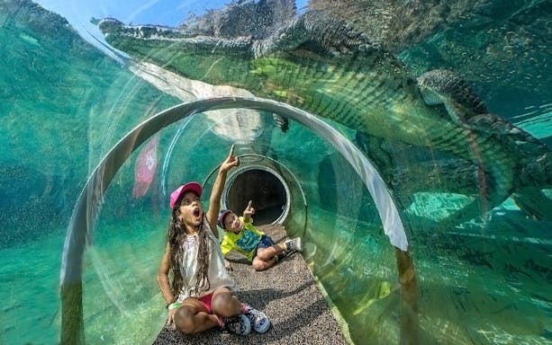 Guests in croc tube at Zoo Miami observing crocodile above.