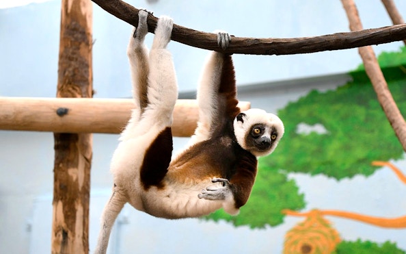Coquerel's Sifaka hanging from a branch at Cologne Zoo.